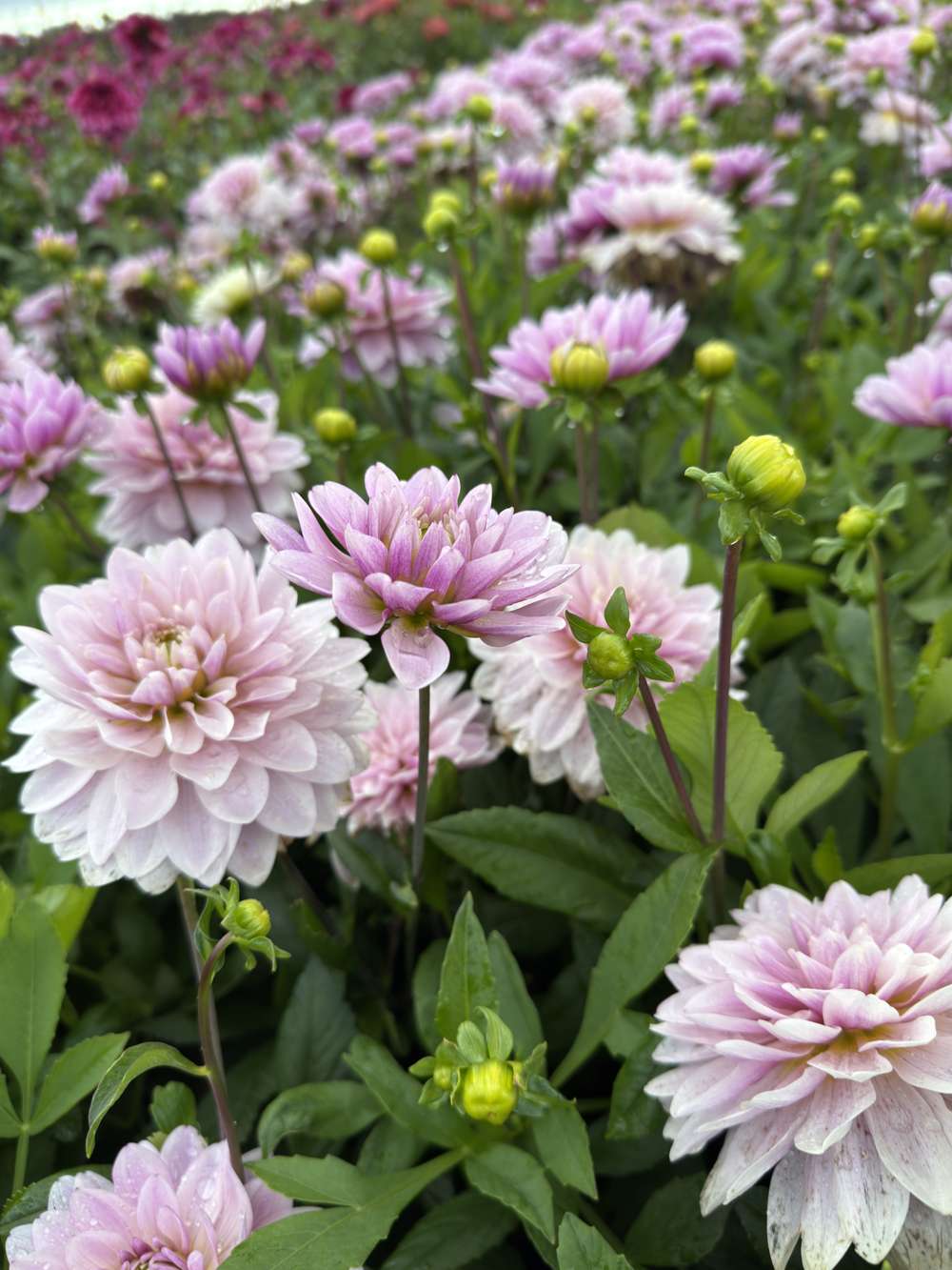 Dahlia 'BV's Frederikke'